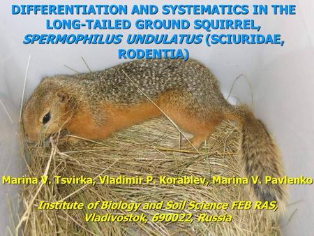 DIFFERENTIATION AND SYSTEMATICS IN THE LONG-TAILED GROUND SQUIRREL, SPERMOPHILUS UNDULATUS (SCIURIDAE, RODENTIA) Marina V. Tsvirka, Vladimir P. Korablev,