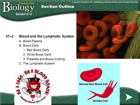 Section Outline 37–2 Blood and the Lymphatic System A. Blood Plasma