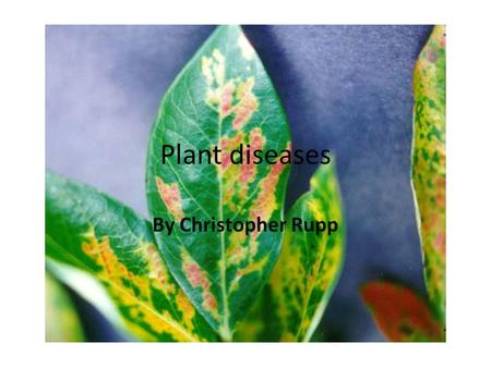 Plant diseases By Christopher Rupp. BLACKLEG Blackleg is caused by a bacteria with many strains which also infect stored potatoes, carrots, bulbs, and.