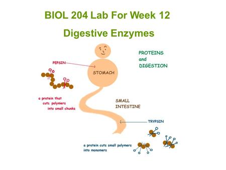 BIOL 204 Lab For Week 12 Digestive Enzymes.