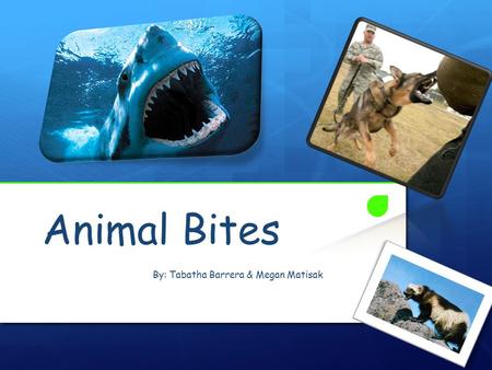 Animal Bites By: Tabatha Barrera & Megan Matisak.