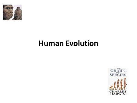 Human Evolution.