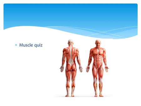  Muscle quiz. Portion Control Hazards of Obesity Yellow- globules of fat.