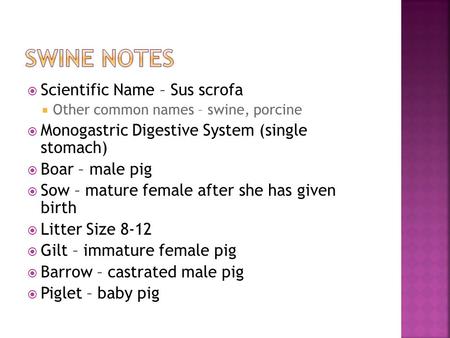  Scientific Name – Sus scrofa  Other common names – swine, porcine  Monogastric Digestive System (single stomach)  Boar – male pig  Sow – mature female.
