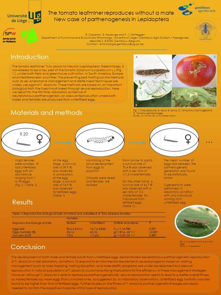 Conclusion Materials and methods The tomato leafminer reproduces without a mate New case of parthenogenesis in Lepidoptera R. Caparros ; E. Haubruge and.