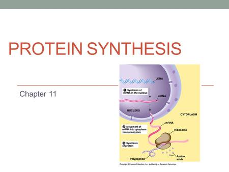 Protein Synthesis Chapter 11.