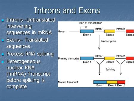 Introns and Exons Introns--Untranslated intervening sequences in mRNA Introns--Untranslated intervening sequences in mRNA Exons– Translated sequences Exons–