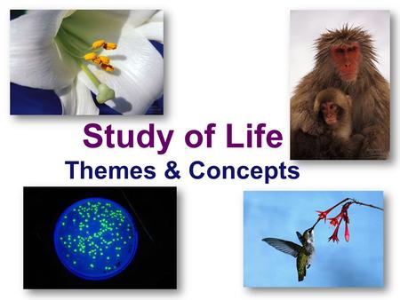 Study of Life Themes & Concepts Umbrella Concepts Big Ideas and Recurring Principles.