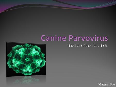 Maegan Fox. History:  The original canine parvovirus was discovered in 1967 and called CPV-1 or the minute virus of canines.“ However, it did not.