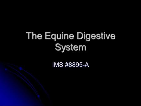 The Equine Digestive System