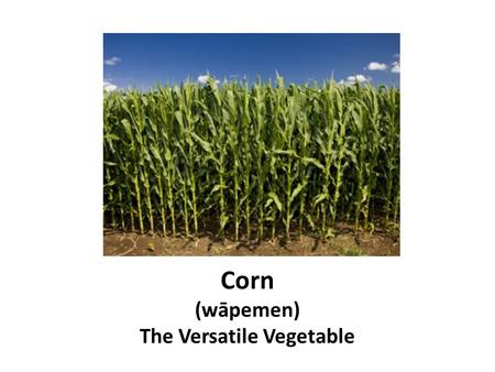 Corn (wāpemen) The Versatile Vegetable. Parts of a corn plant.