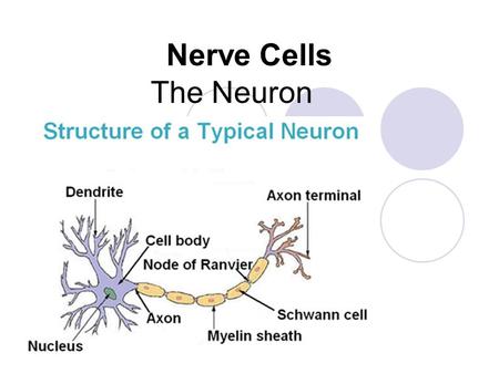 Nerve Cells The Neuron.