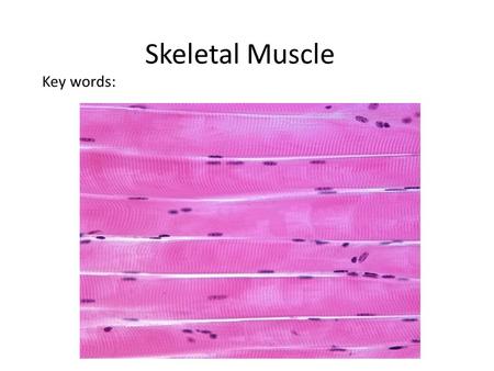 Skeletal Muscle Key words:. Overview of the Muscle Fiber Structure Muscle fibers (cells) are composed of myofibrils Myofibrils are composed of myofilaments.