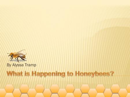 By Alyssa Tramp.  In 2006 beekeepers first learned that bees are disappearing; nearly one-third of all honey bee colonies in the country have vanished.