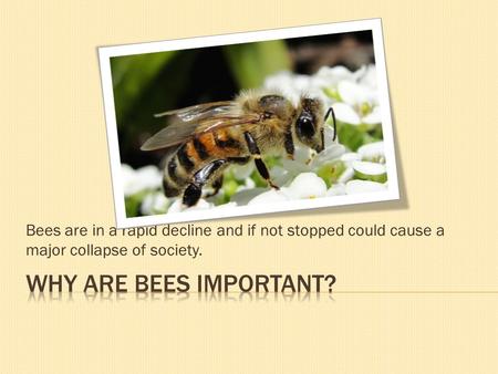 Bees are in a rapid decline and if not stopped could cause a major collapse of society.