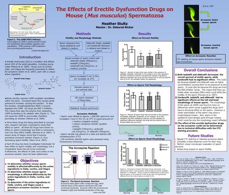 The Effects of Erectile Dysfunction Drugs on Mouse (Mus musculus) Spermatozoa Heather Stultz Mentor : Dr. Deborah Ricker Introduction ● Erectile dysfunction.