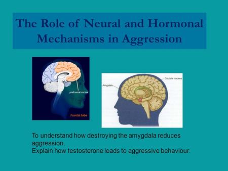 The Role of Neural and Hormonal Mechanisms in Aggression To understand how destroying the amygdala reduces aggression. Explain how testosterone leads to.
