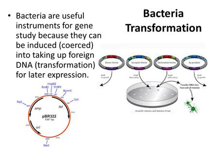 Bacteria Transformation