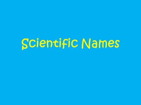 Scientific Names. Quiz Time Let’s see how much you know about animals. If I asked you what kind of animal is a poodle, you would say it’s a dog. So, let’s.