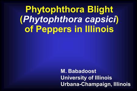 Phytophthora Blight (Phytophthora capsici) of Peppers in Illinois