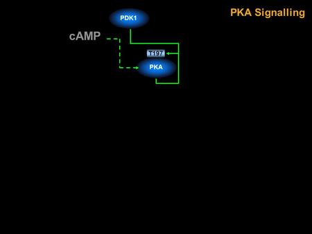 PKA Signalling PKA T197 PDK1 cAMP. Ret S21S696S9S153 S23 S36 S364 S21 CSK PKA T197 AurA T288 BRSK2 T260 GRK1MST3 T18 GRK7PCTAIRE1Raf1 GSK3  GSK3  S43.