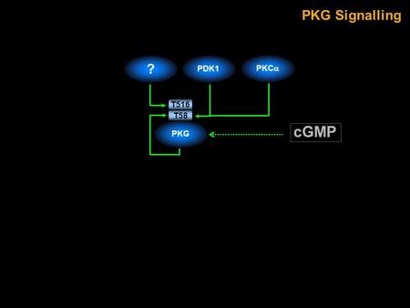 PKG Signalling PDK1PKG T58 T516 ? PKC  cGMP. S1105 S23 PLCB3 T1122 PDE5A S106 GUCY1A3 S64 eNOS S1177 PDK1PKG T58 T516 ? PKC  cGMP PKG Signalling.