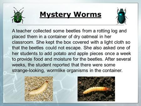 Mystery Worms A teacher collected some beetles from a rotting log and placed them in a container of dry oatmeal in her classroom. She kept the box covered.