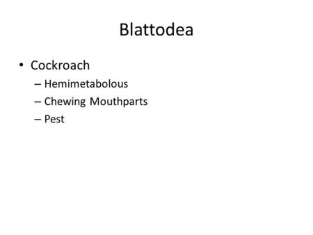 Blattodea Cockroach – Hemimetabolous – Chewing Mouthparts – Pest.