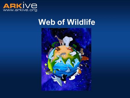 Web of Wildlife. All living things need food to survive. –Organisms obtain their food in different ways. −Some animals eat plants, some eat other animals.