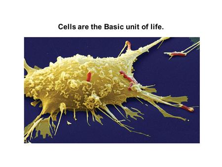 Cells are the Basic unit of life.. The cell theory grew out of the work of many scientists and improvements in the microscope. Many scientists contributed.
