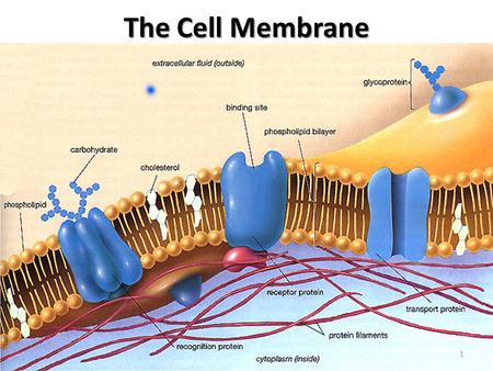 The Cell Membrane 1 Cell membranes are composed of two phospholipid layers called a phosholipid bilayer. The cell membrane has two major functions: 1.