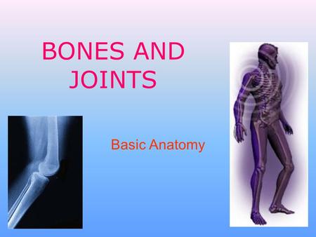 BONES AND JOINTS Basic Anatomy.