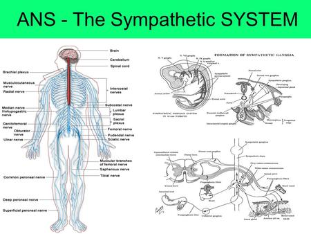 ANS - The Sympathetic SYSTEM. The Autonomic Nervous System The autonomic nervous system (ANS) regulates the functions of our internal organs (the viscera)