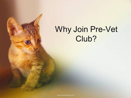 Why Join Pre-Vet Club?. The Mission of the Pre-Vet Club Create a community of animal-lovers Serve as a resource for information on veterinary careers.