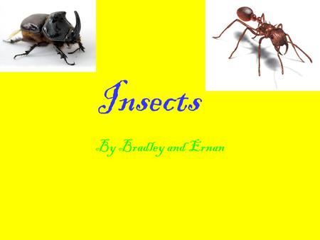 Insects By Bradley and Ernan. Bees - 2 Flies - 3 Ladybirds – 4 Ants – 5 Dragonflies – 6 Glossary - 7.
