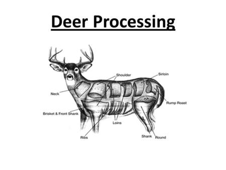 Deer Processing. THE SHOT A clean kill (heart / lung) of an unexpected deer prevents adrenaline and lactic acid build up in muscle of running deer.