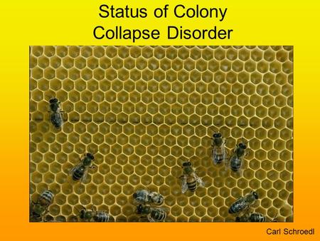 Status of Colony Collapse Disorder Carl Schroedl.