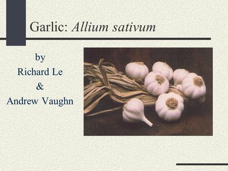 Garlic: Allium sativum