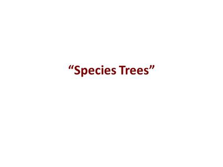 “Species Trees”. What is the “species tree?” The true tree (when there is one) The population tree The dominant history ????