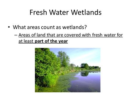 Fresh Water Wetlands What areas count as wetlands?