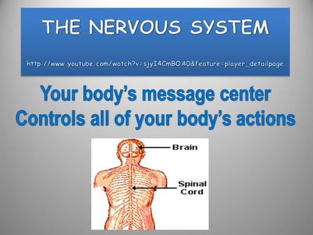 Your body’s message center Controls all of your body’s actions