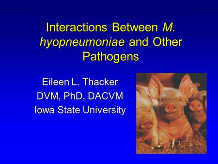 Interactions Between M. hyopneumoniae and Other Pathogens