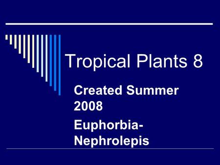 Tropical Plants 8 Created Summer 2008 Euphorbia- Nephrolepis.