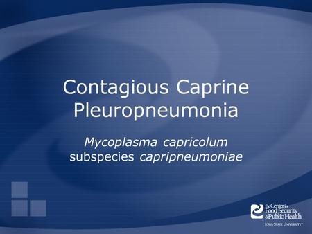 Contagious Caprine Pleuropneumonia Mycoplasma capricolum subspecies capripneumoniae.