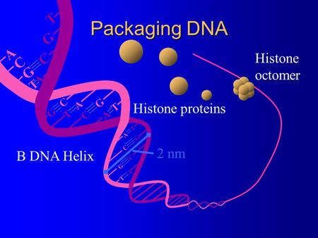 Packaging DNA T G A Histone C octomer Histone proteins 2 nm
