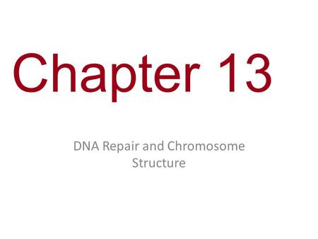 Chapter 13 DNA Repair and Chromosome Structure. You Must Know DNA proofreading and packaging.