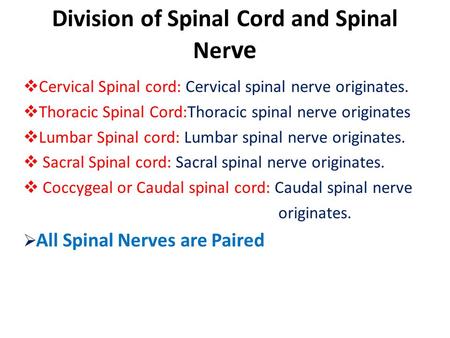 Division of Spinal Cord and Spinal Nerve