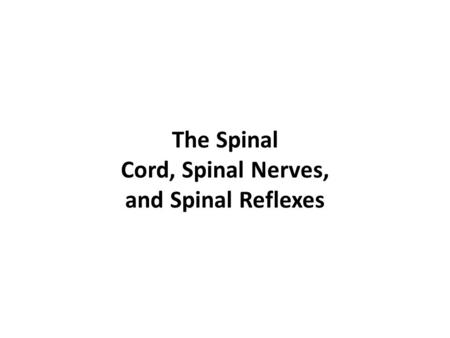 The Spinal Cord, Spinal Nerves, and Spinal Reflexes
