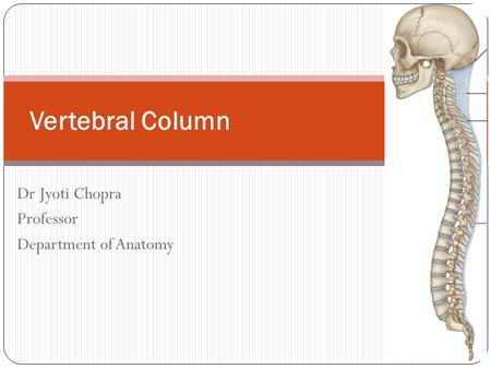 Dr Jyoti Chopra Professor Department of Anatomy Vertebral Column.