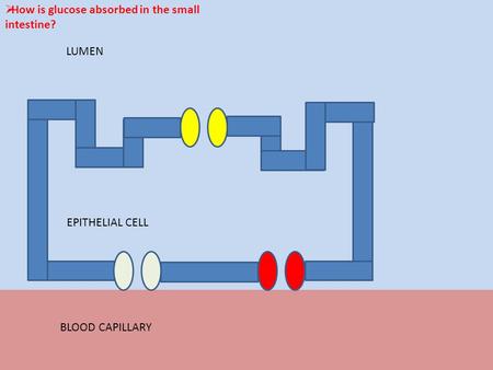  How is glucose absorbed in the small intestine? LUMEN EPITHELIAL CELL BLOOD CAPILLARY.
